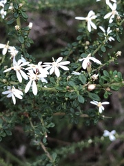 Olearia microphylla
