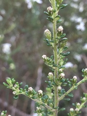 Olearia microphylla