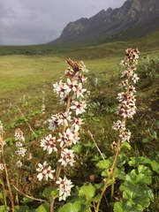 Boykinia richardsonii