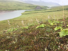 Boykinia richardsonii