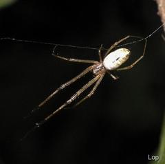 Tylorida