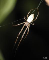 Tylorida