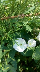 Convolvulus arvensis