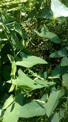 Convolvulus arvensis