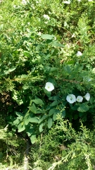 Convolvulus arvensis