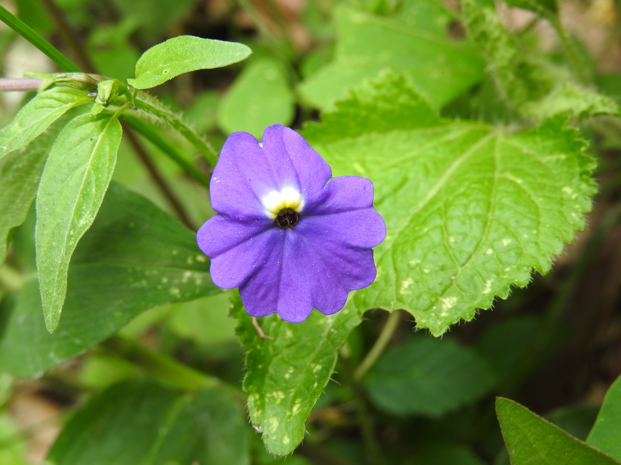 Browallia americana