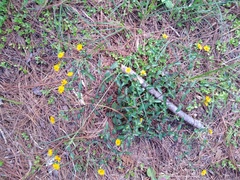 Melampodium montanum