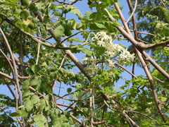 Moringa oleifera