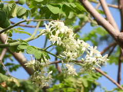 Moringa oleifera