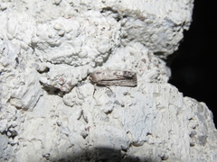 Catabenoides