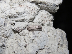 Catabenoides