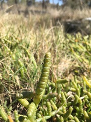 Tecticornia pergranulata