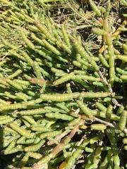 Tecticornia pergranulata