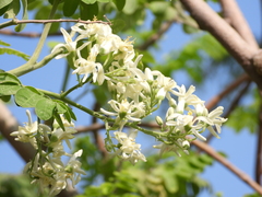 Moringa oleifera