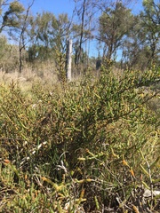 Tecticornia pergranulata