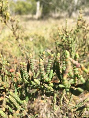 Tecticornia pergranulata