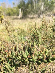 Tecticornia pergranulata