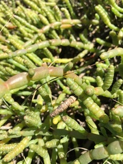 Tecticornia pergranulata