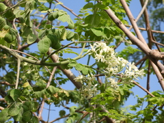 Moringa oleifera