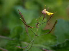 Brassica fruticulosa
