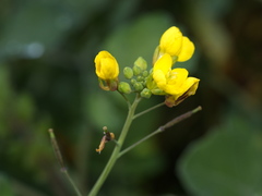 Brassica fruticulosa