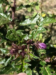 Solanum cinereum