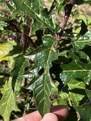 Solanum cinereum