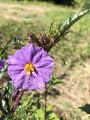 Solanum cinereum