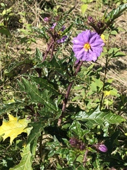Solanum cinereum