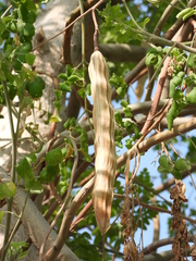 Moringa oleifera