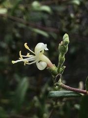 Lonicera subspicata subspicata