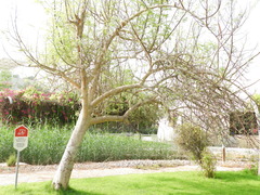 Moringa oleifera