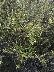Lonicera subspicata subspicata