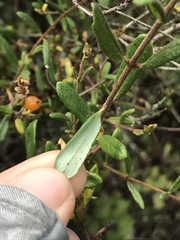 Lonicera subspicata subspicata