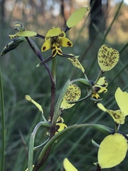 Diuris maculata
