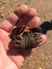 Neosarmatium trispinosum