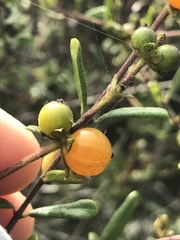 Lonicera subspicata subspicata