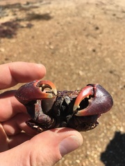 Neosarmatium trispinosum
