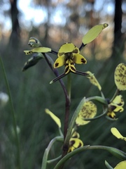 Diuris maculata