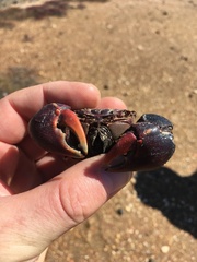 Neosarmatium trispinosum