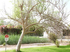 Moringa oleifera