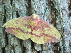 Eacles imperialis pini