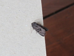 Neumichtis nigerrima