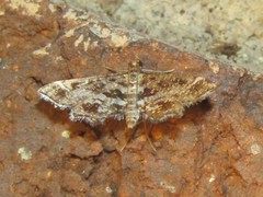 Diasemiopsis leodocusalis