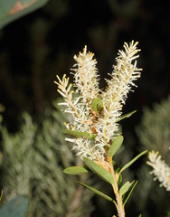 Orites lancifolius