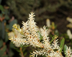 Orites lancifolius