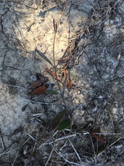 Vincetoxicum carnosum