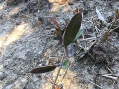 Vincetoxicum carnosum