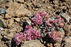 Calyptridium monospermum