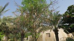 Moringa oleifera